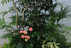 観葉植物
