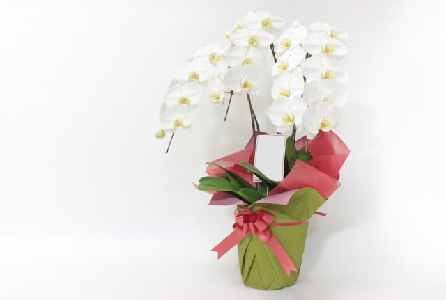 飾られた胡蝶蘭のお祝花
