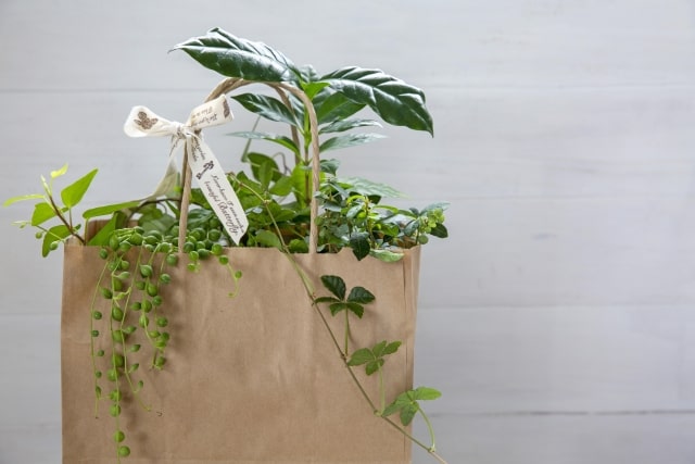 紙袋に入った贈り物の観葉植物