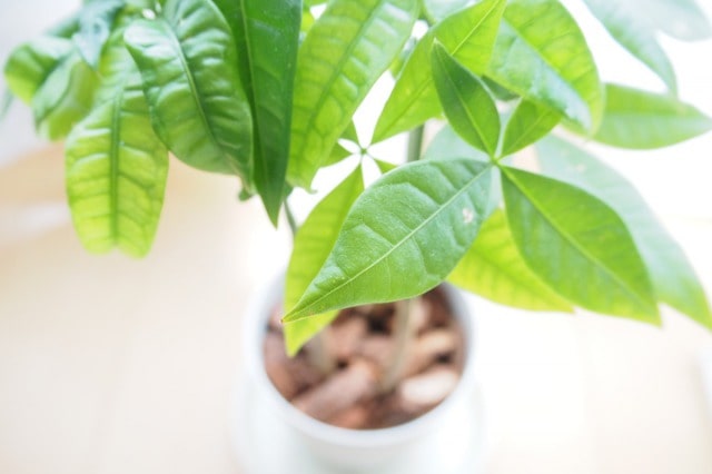観葉植物の魅力について