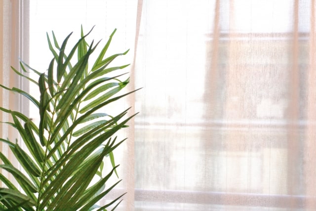 室内で観葉植物を育てる際のポイントについて