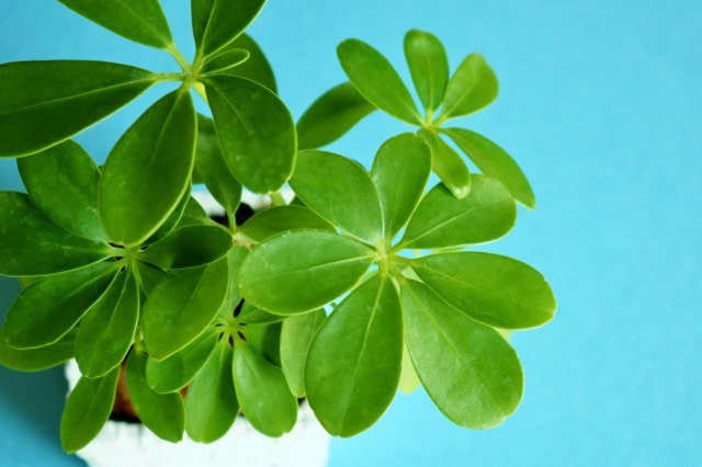 観葉植物が育てやすい理由について
