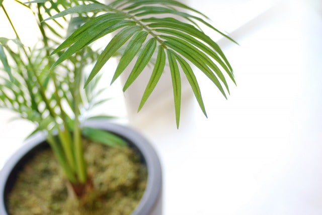 お手入れが簡単な観葉植物の種類
