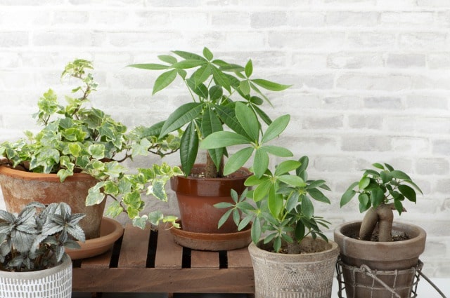鉢植えの様々な種類の観葉植物