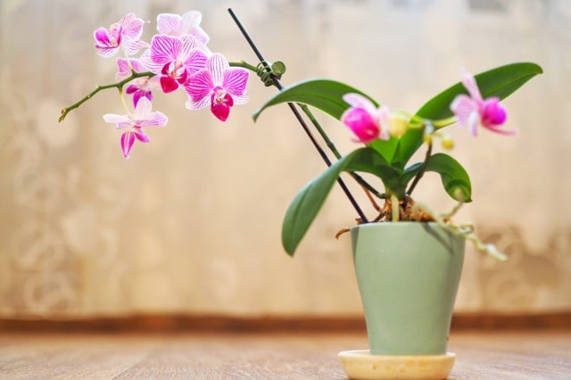 器に飾られたお花