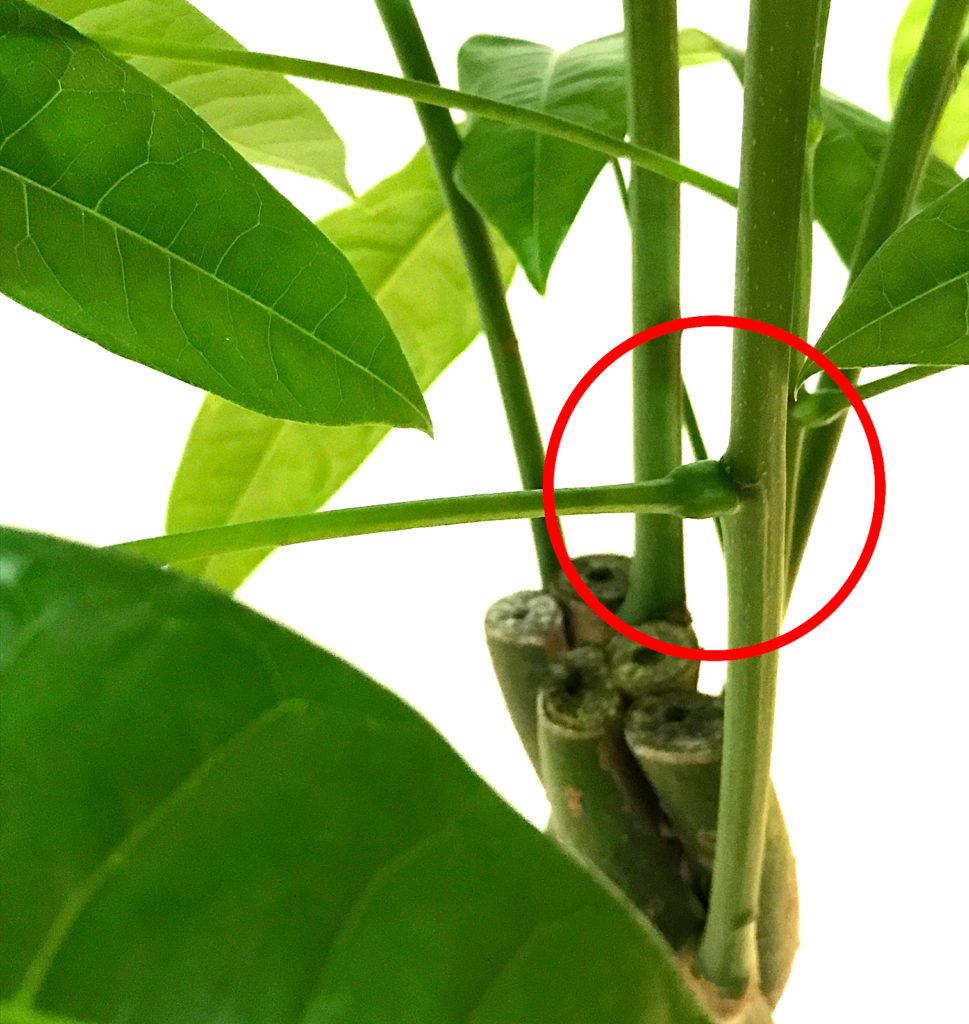 パキラの新芽が出る場所